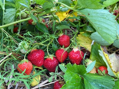 McLellan's Strawberries